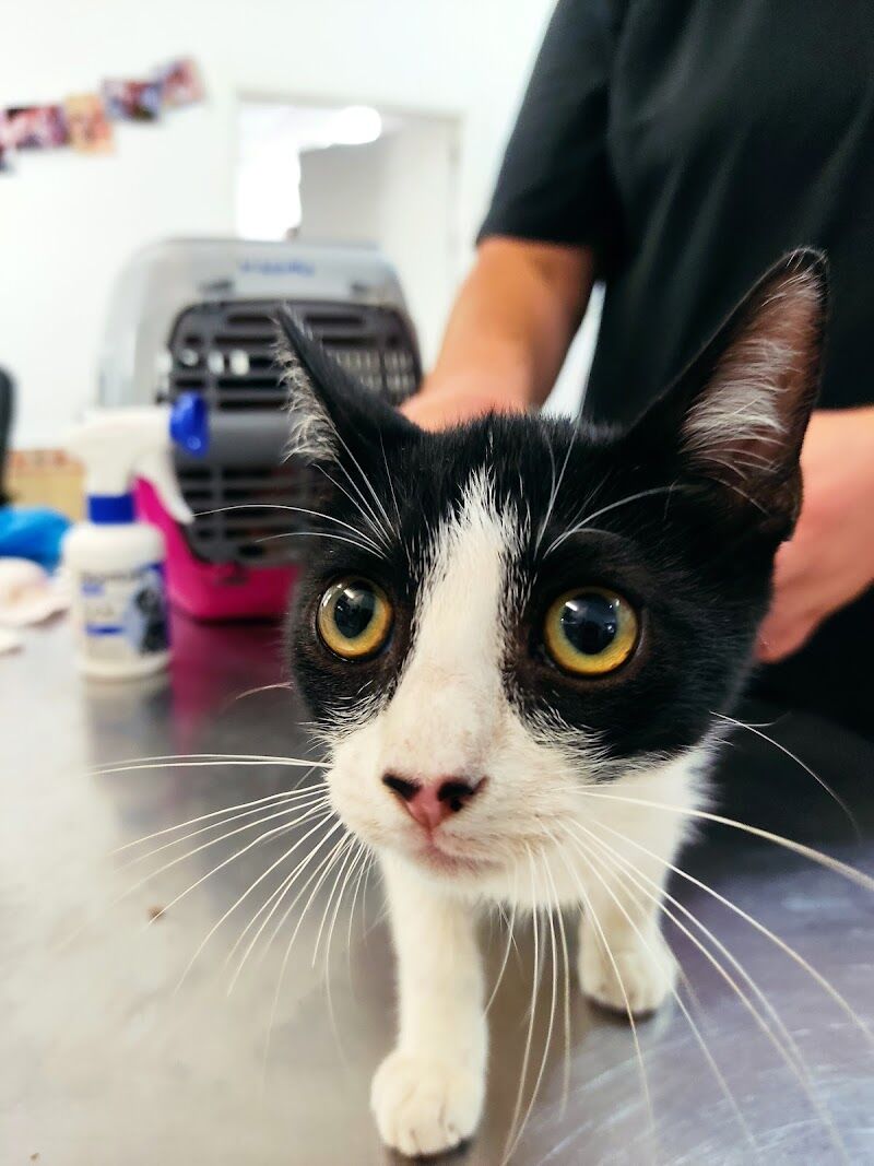 Imagen de Clínica Veterinaria Nerja