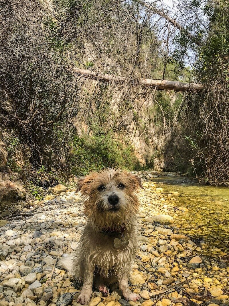 Imagen de Clínica Veterinaria Nerja
