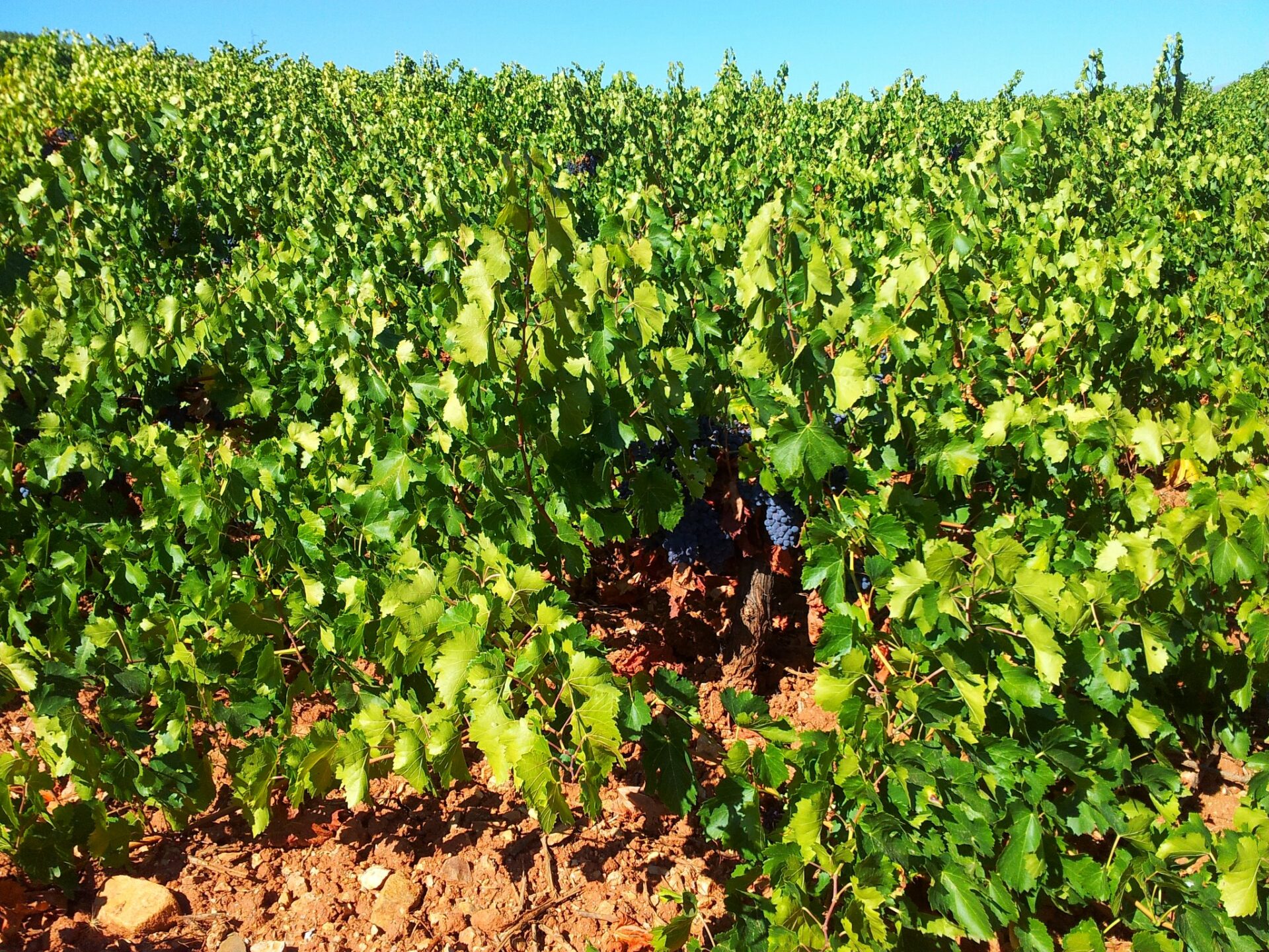 Imagen de Cortijo el Cura Eco-bodega. Bodegas Laujar de Andarax – la Alpujarra Almería