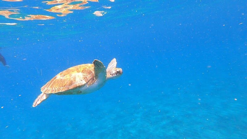 Imagen de negocio en Actividades al aire libre en Santa Cruz de Tenerife