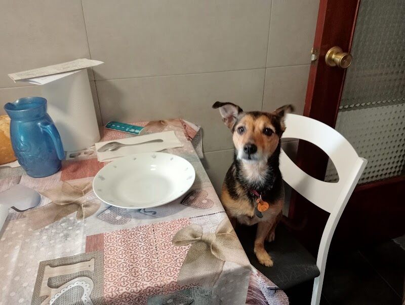 Imagen de negocio en Paseo de perros en País Vasco