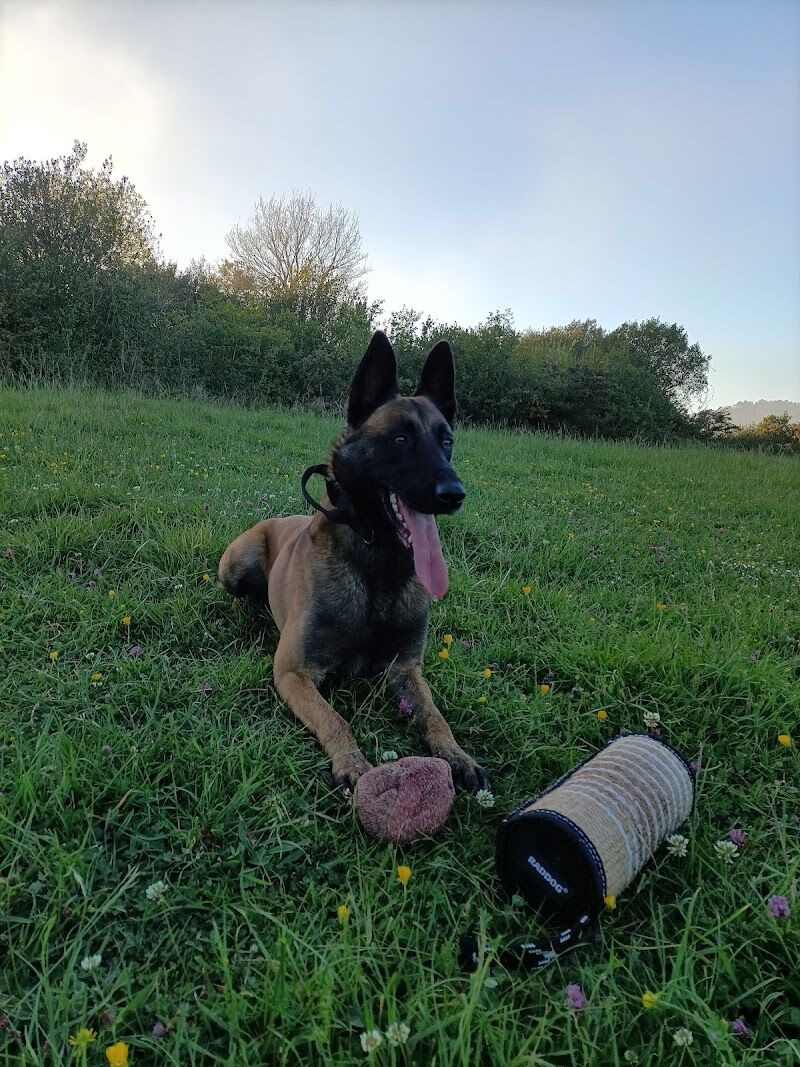 Imagen de negocio en Paseo de perros en Provincia de Cantabria
