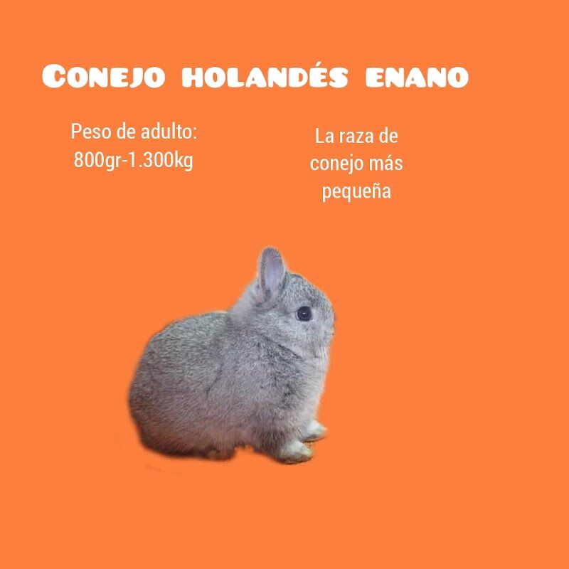 Imagen de negocio en Refugio de animales en Provincia de Vizcaya