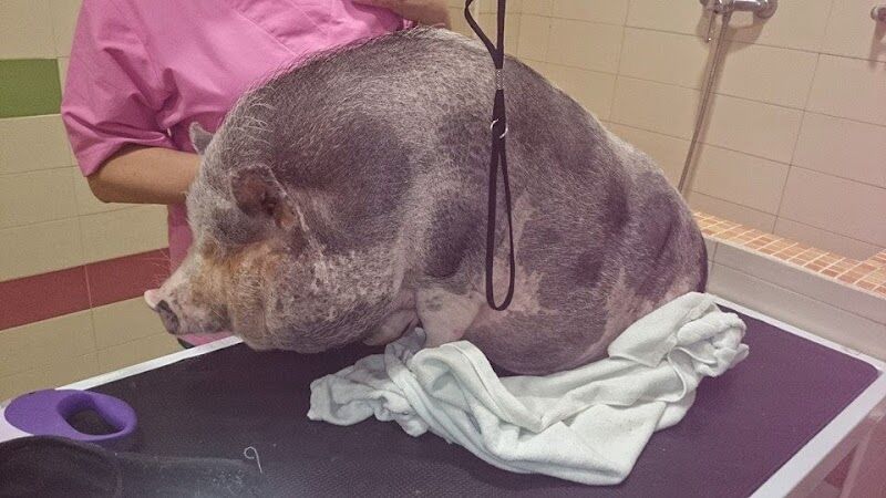 Imagen de negocio en Veterinaria en Provincia de Jaén