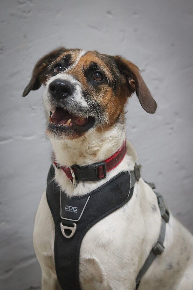 Imagen de negocio en Adiestramiento de mascotas en Provincia de León
