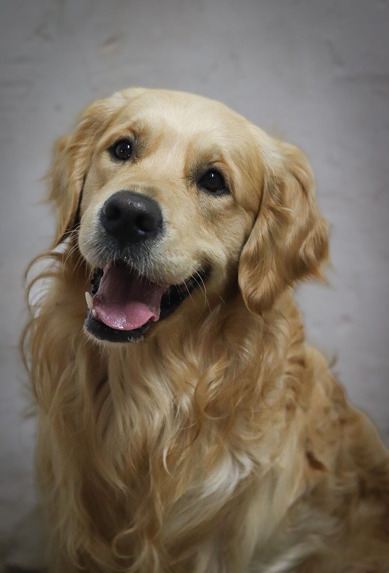 Imagen de negocio en Adiestramiento de mascotas en Provincia de León