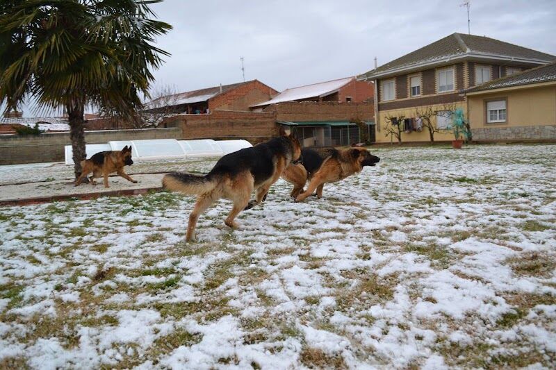 Imagen de negocio en Adiestramiento de mascotas en Provincia de León