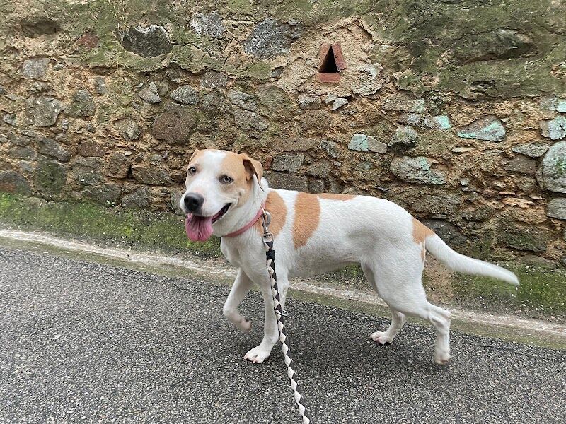 Imagen de negocio en Adiestramiento de mascotas en Provincia de Barcelona