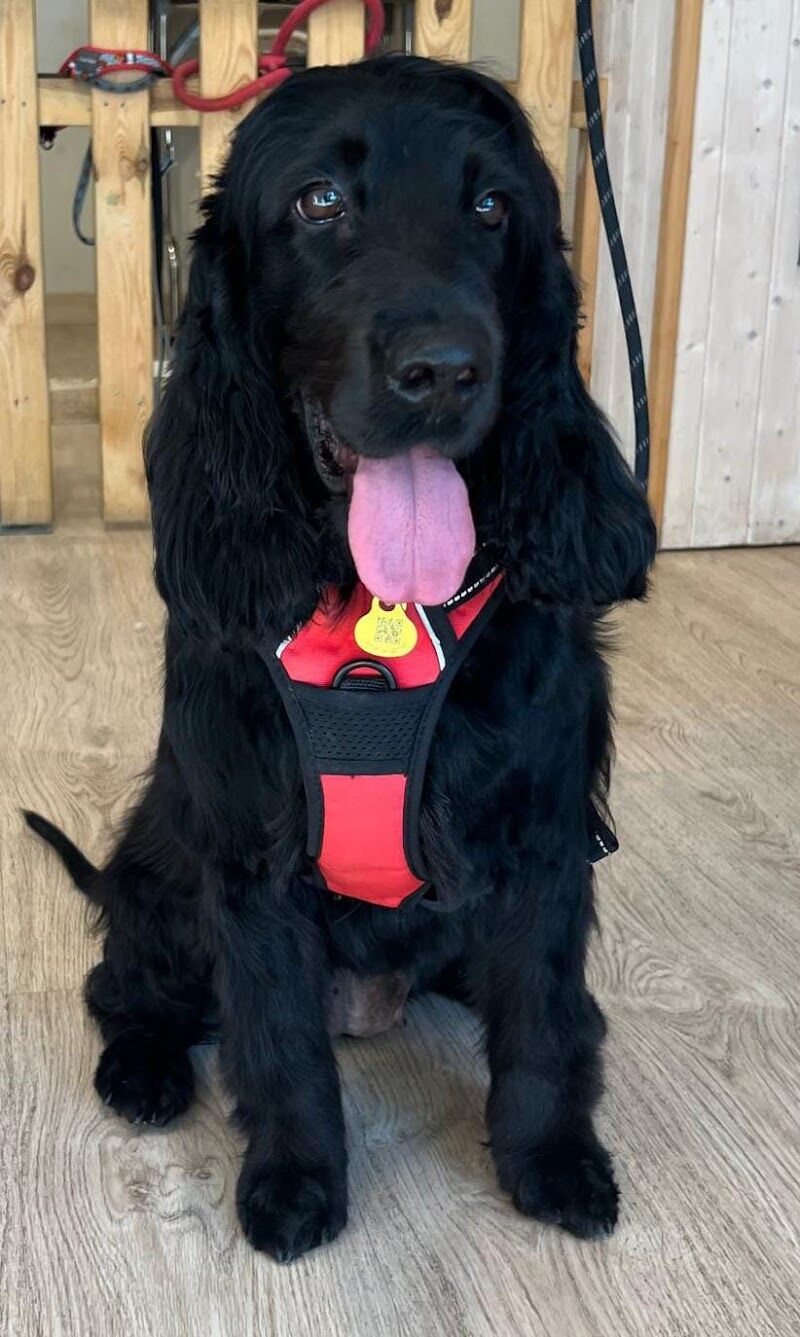 Imagen de negocio en Adiestramiento de mascotas en Provincia de Barcelona