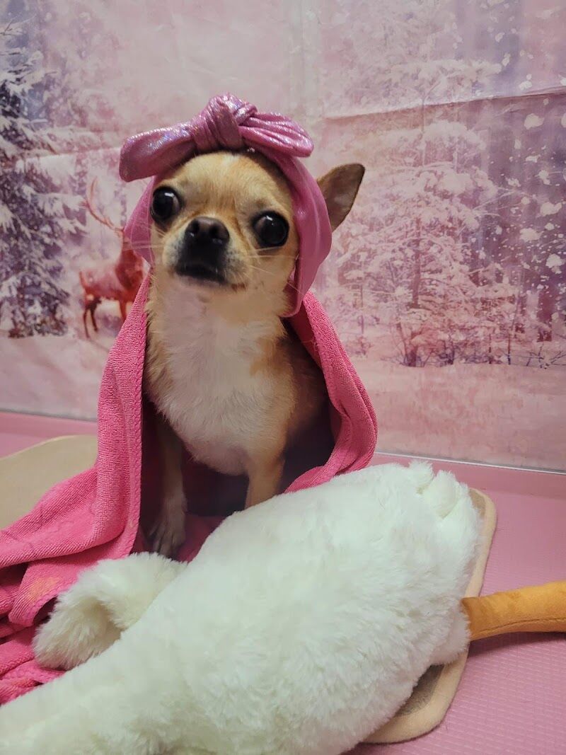 Imagen de negocio en Baño y spa para mascotas en Provincia de Barcelona