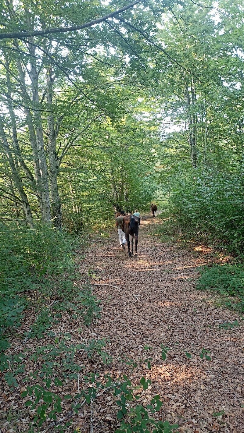 Imagen de Caballos del Bosque