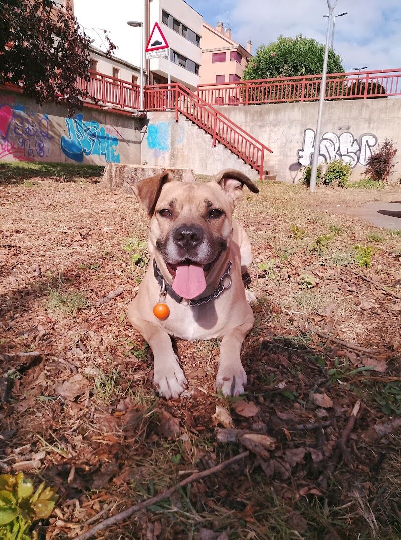 Imagen de Riojacan Adiestramiento Canino