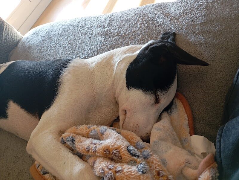 Imagen de Riojacan Adiestramiento Canino