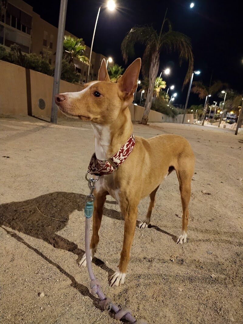 Imagen de negocio en Mascotas y animales en Provincia de Almería