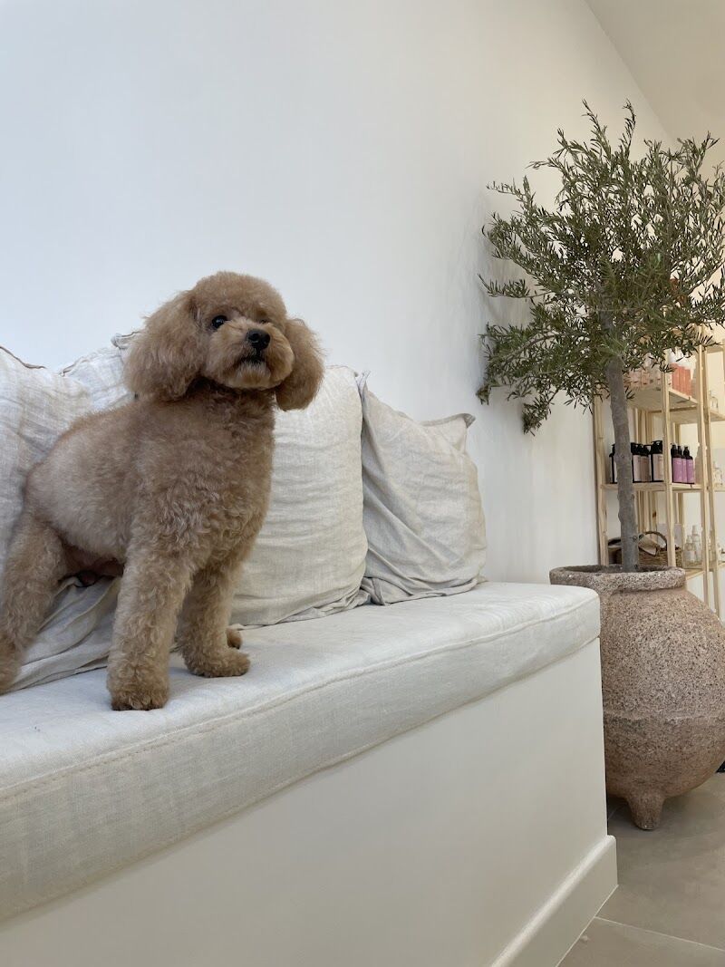 Imagen de negocio en Baño y spa para mascotas en Almería