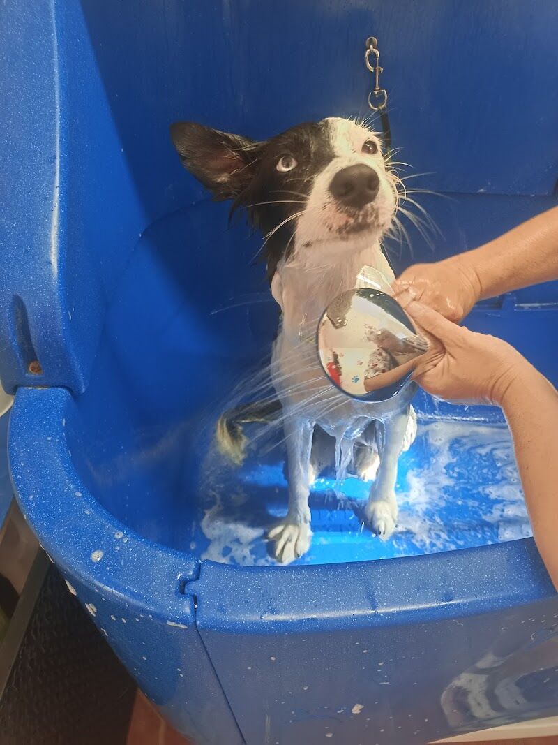 Imagen de negocio en Mascotas y animales en Provincia de Almería