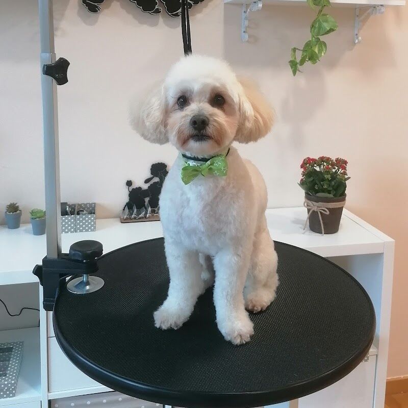 Imagen de negocio en Baño y spa para mascotas en Bertamiráns