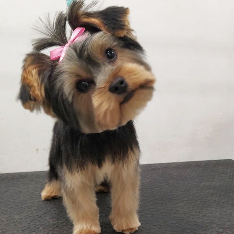 Imagen de negocio en Baño y spa para mascotas en Avila