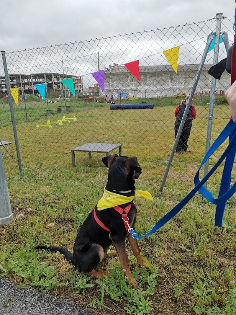 Imagen de negocio en Adiestramiento de mascotas en Provincia de Salamanca