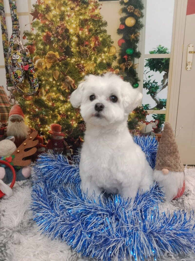 Imagen de negocio en Baño y spa para mascotas en Salamanca