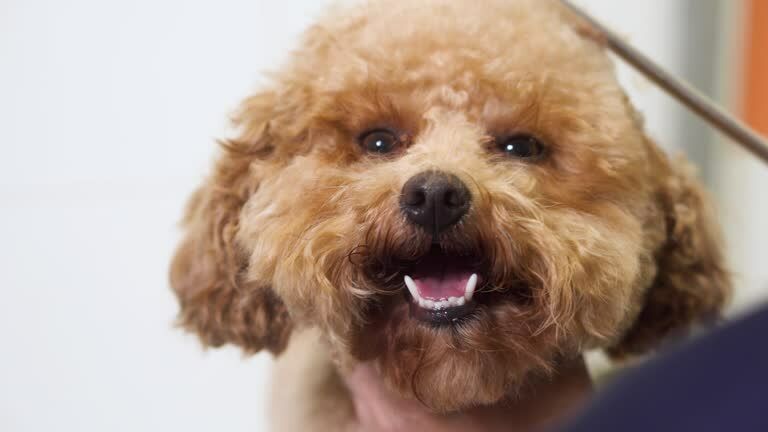Imagen de negocio en Baño y spa para mascotas en Castilla y León