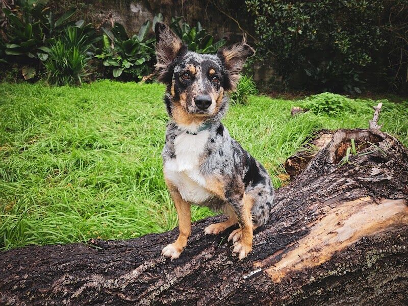 Imagen de negocio en Adiestramiento de mascotas en Provincia de Santa Cruz de Tenerife