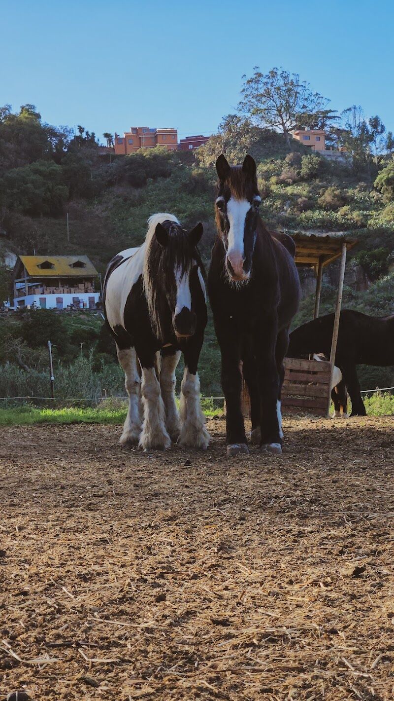 Imagen de negocio en Adiestramiento de mascotas en Provincia de Santa Cruz de Tenerife