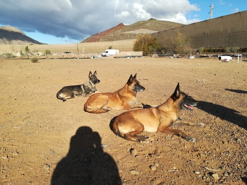Imagen de T Can Tenerife