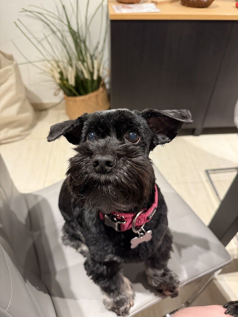 Imagen de negocio en Baño y spa para mascotas en Provincia de Santa Cruz de Tenerife