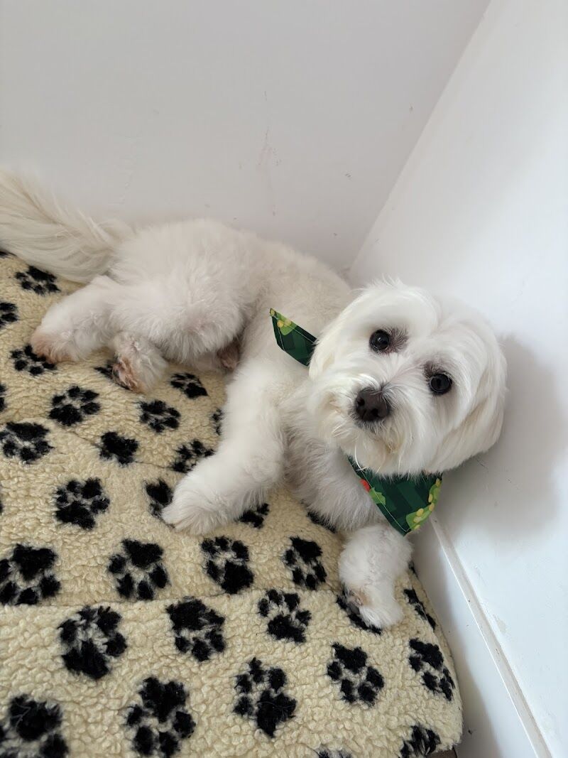 Imagen de negocio en Baño y spa para mascotas en Santa Cruz de Tenerife