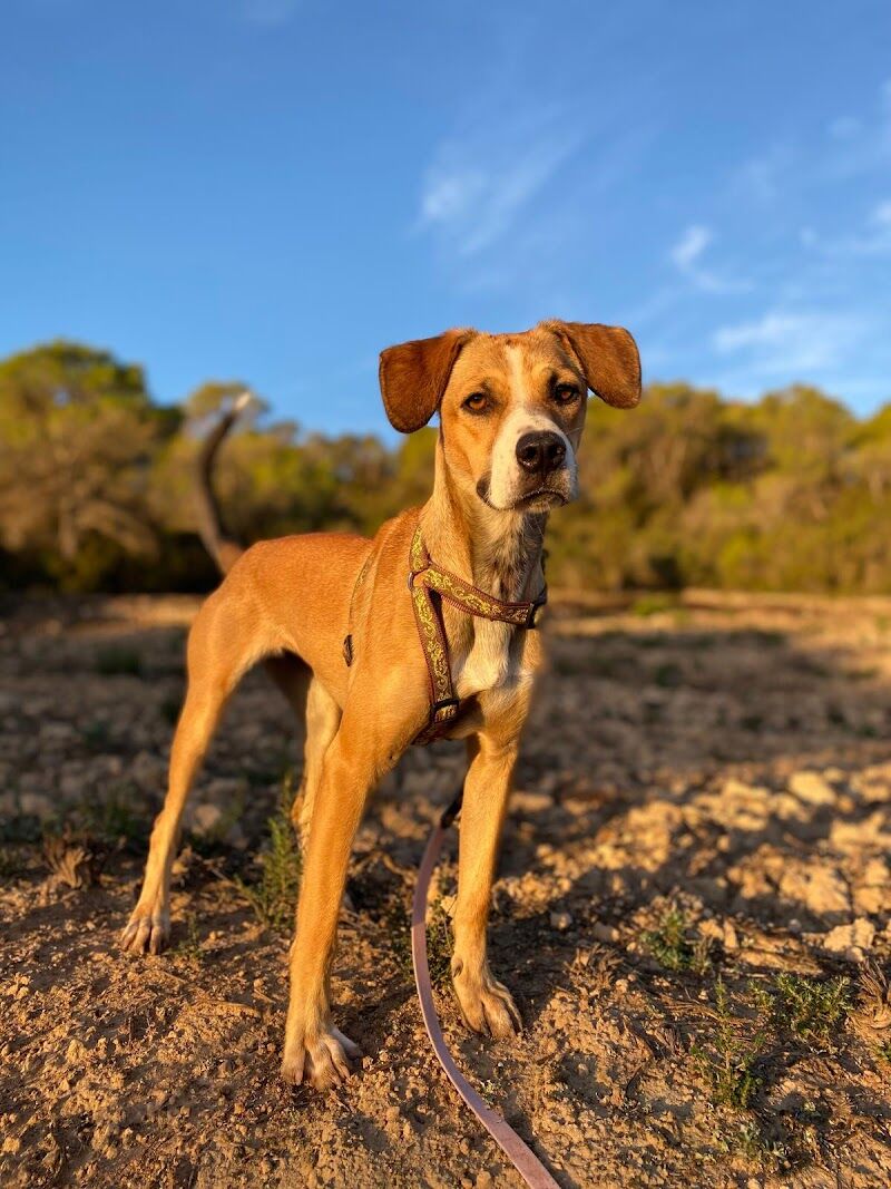 Imagen de negocio en Paseo de perros en Provincia de Islas Baleares