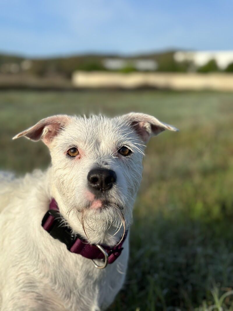Imagen de negocio en Paseo de perros en Provincia de Islas Baleares