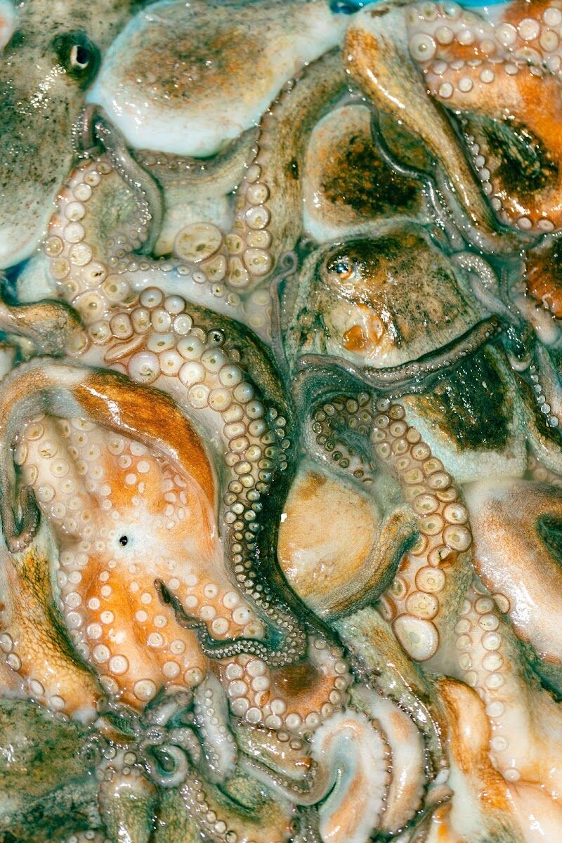 Imagen de negocio en Pescadería en Provincia de Islas Baleares