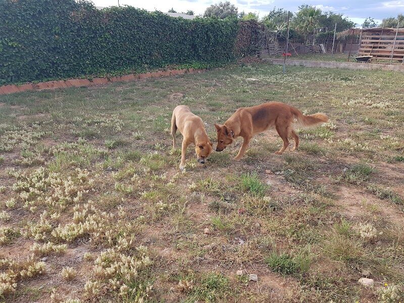 Imagen de Residencia Canina y Felina / Adiestramiento Canino !
