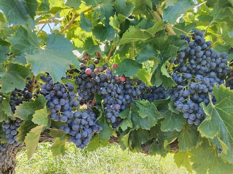Imagen de Bodegas Monte Santa Bárbara