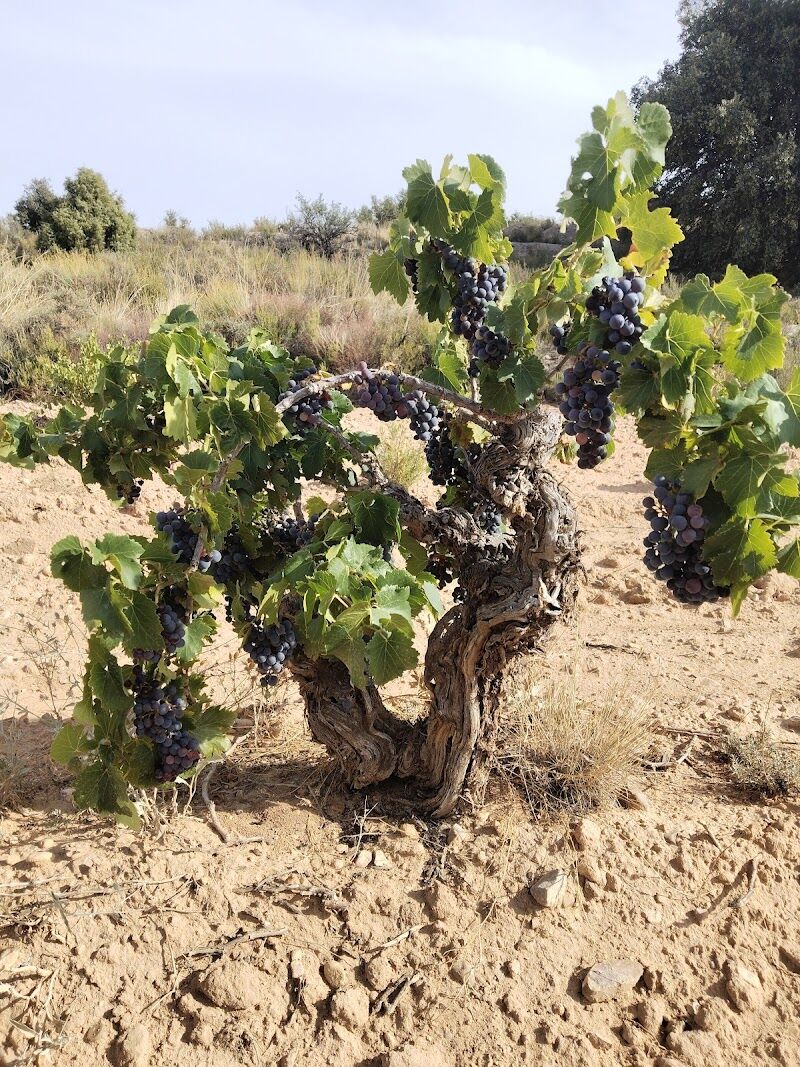 Imagen de Bodegas Monte Santa Bárbara