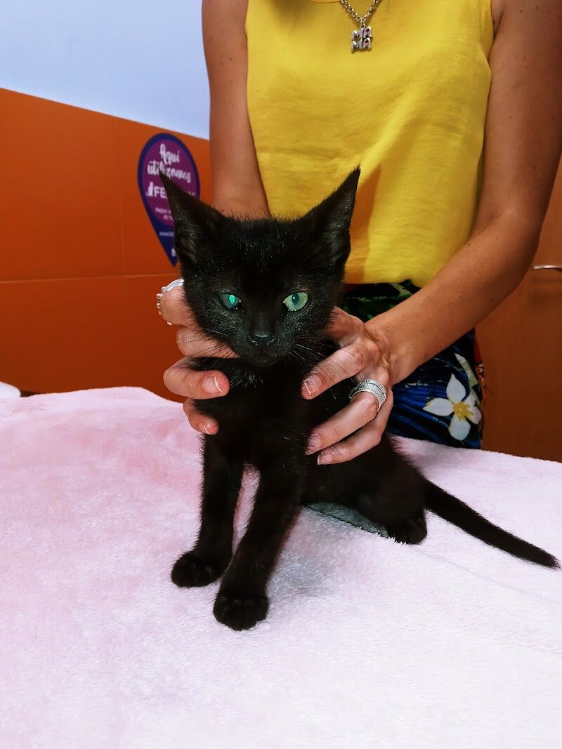 Imagen de negocio en Servicio de vacunación para mascotas en Provincia de Castellón