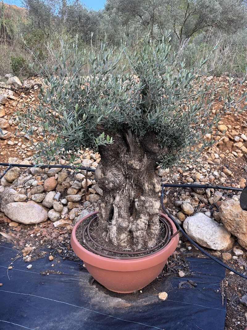 Imagen de negocio en Jardinería en Provincia de Castellón