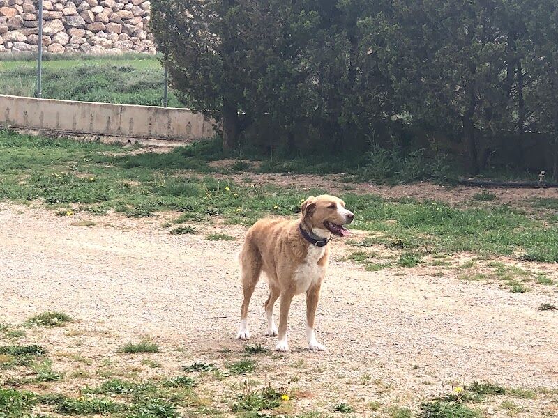 Imagen de negocio en Adiestramiento de mascotas en Teruel