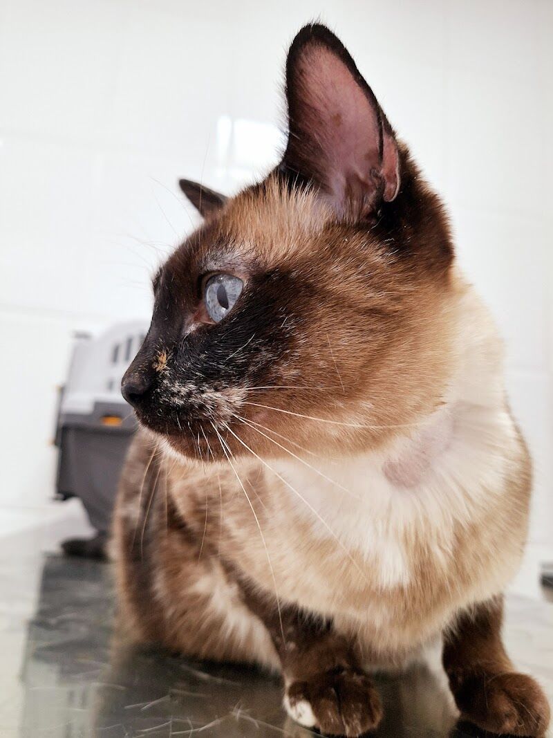 Imagen de Clinica Veterinaria Myvet