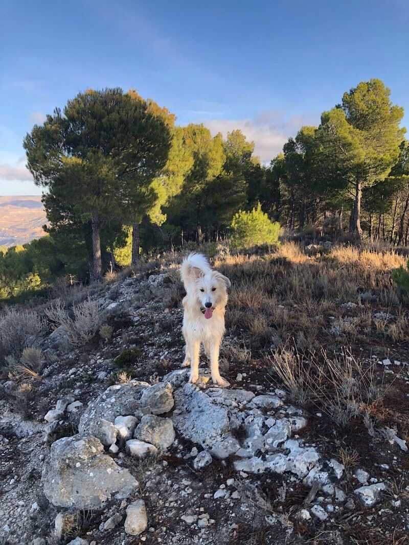 Imagen de Clinica Veterinaria Myvet