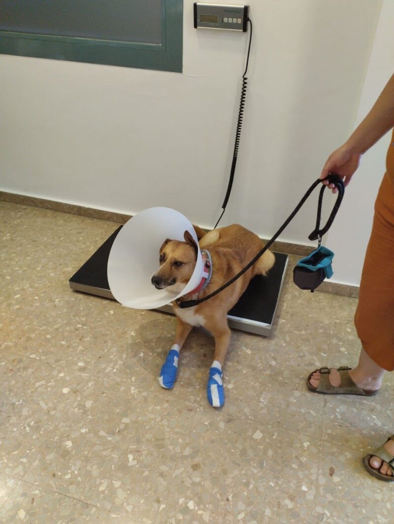 Imagen de Clinica Veterinaria Myvet