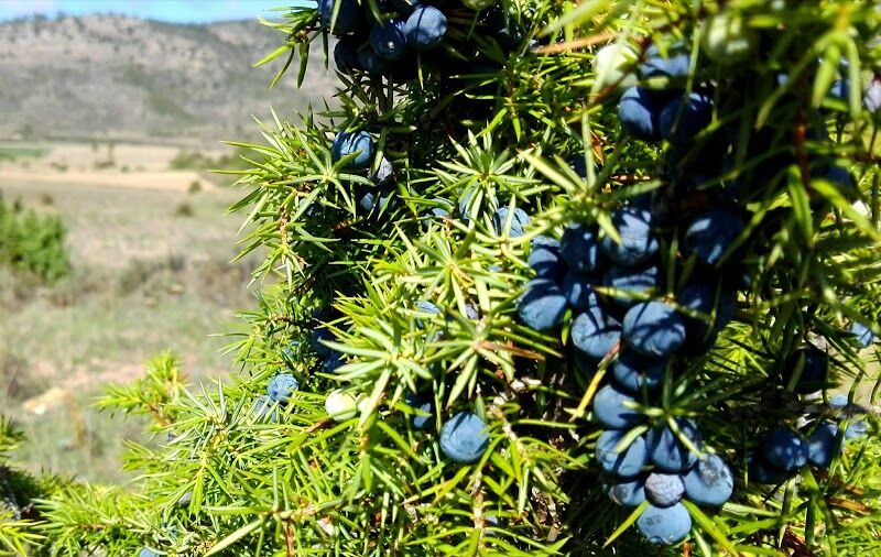 Imagen de negocio en Camarena de la Sierra (Teruel)