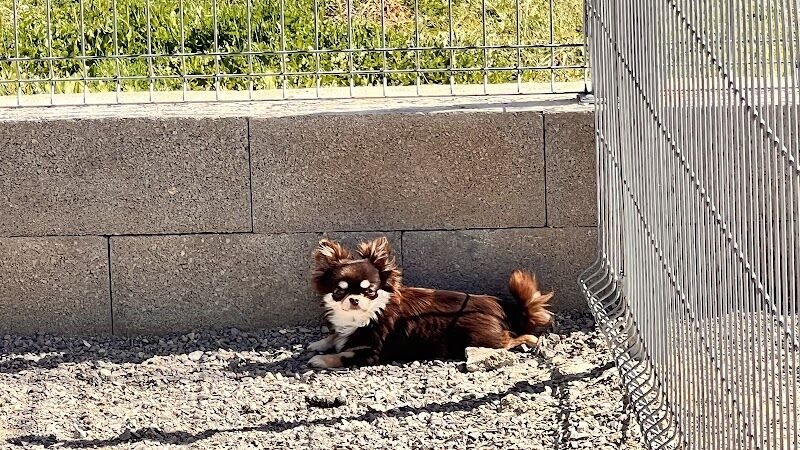 Imagen de negocio en Guardería para mascotas en Provincia de Teruel