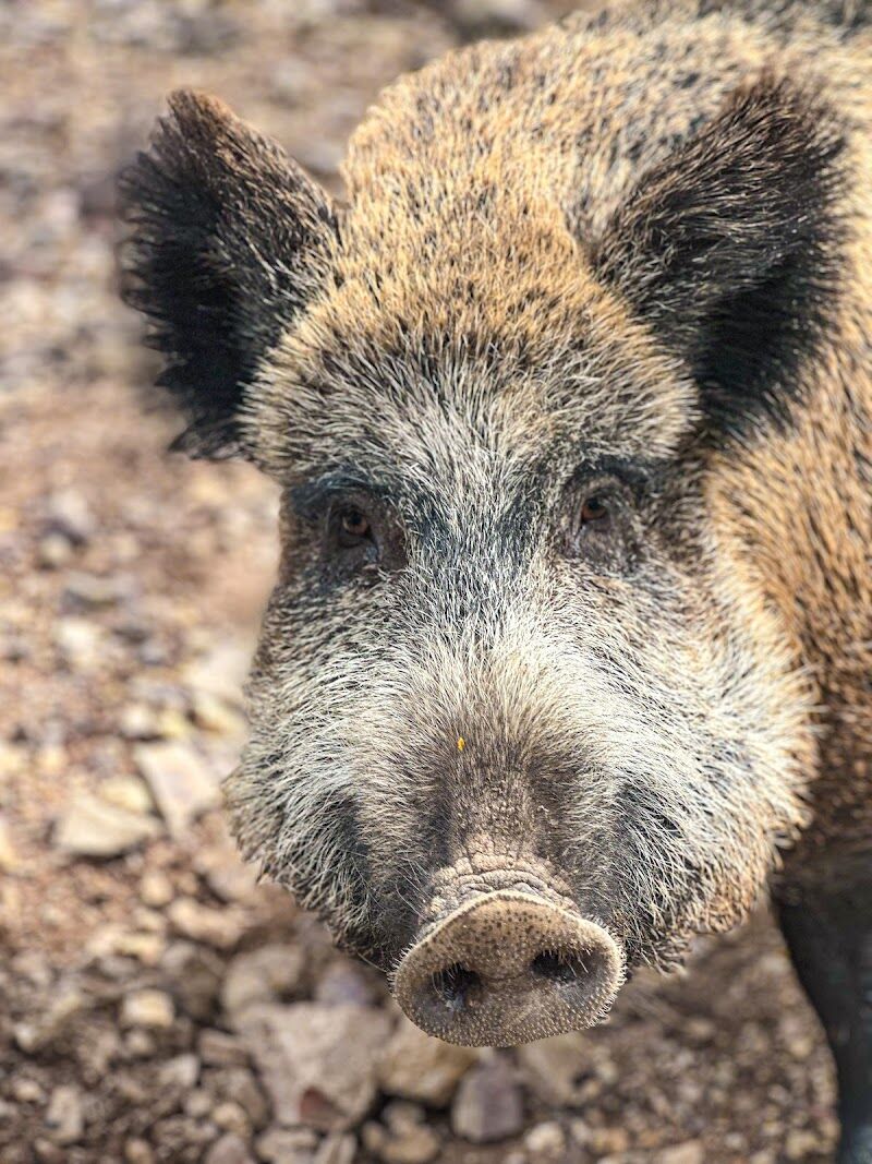 Imagen de negocio en Paseo de perros en Provincia de Teruel