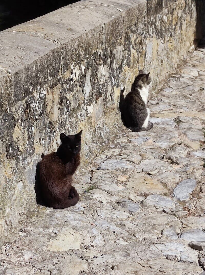 Imagen de negocio en Protectora de animales en Provincia de Teruel