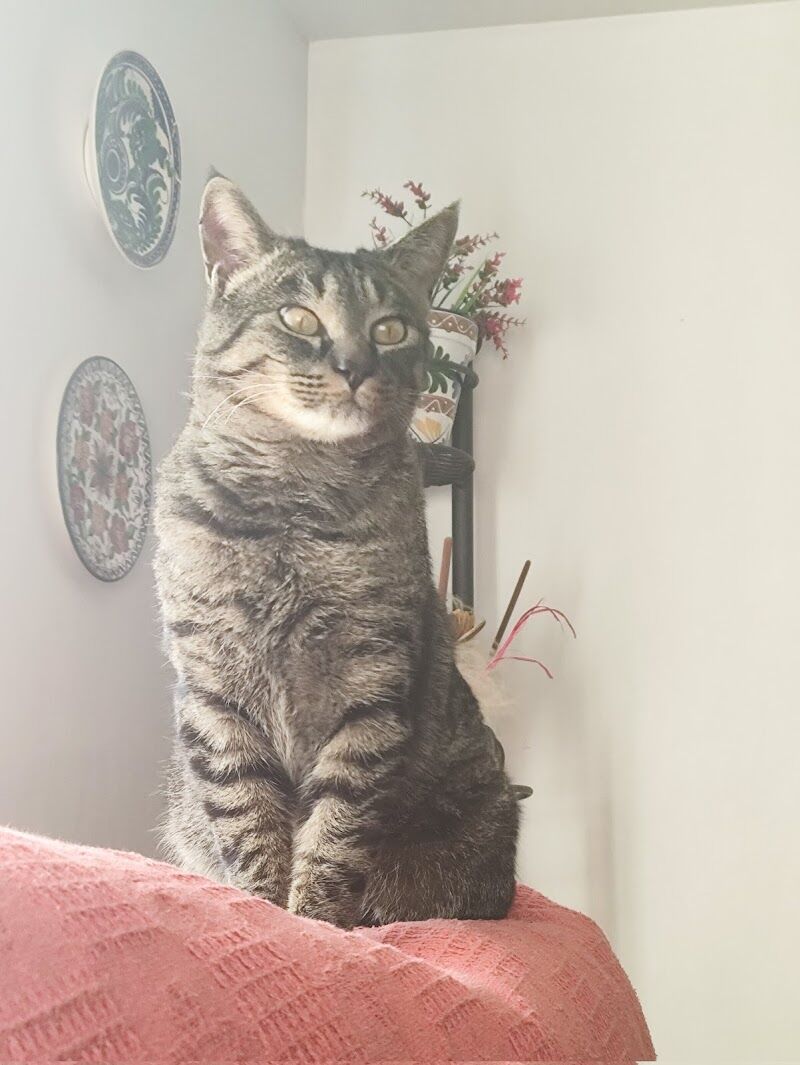 Imagen de negocio en Servicio de vacunación para mascotas en Provincia de Teruel