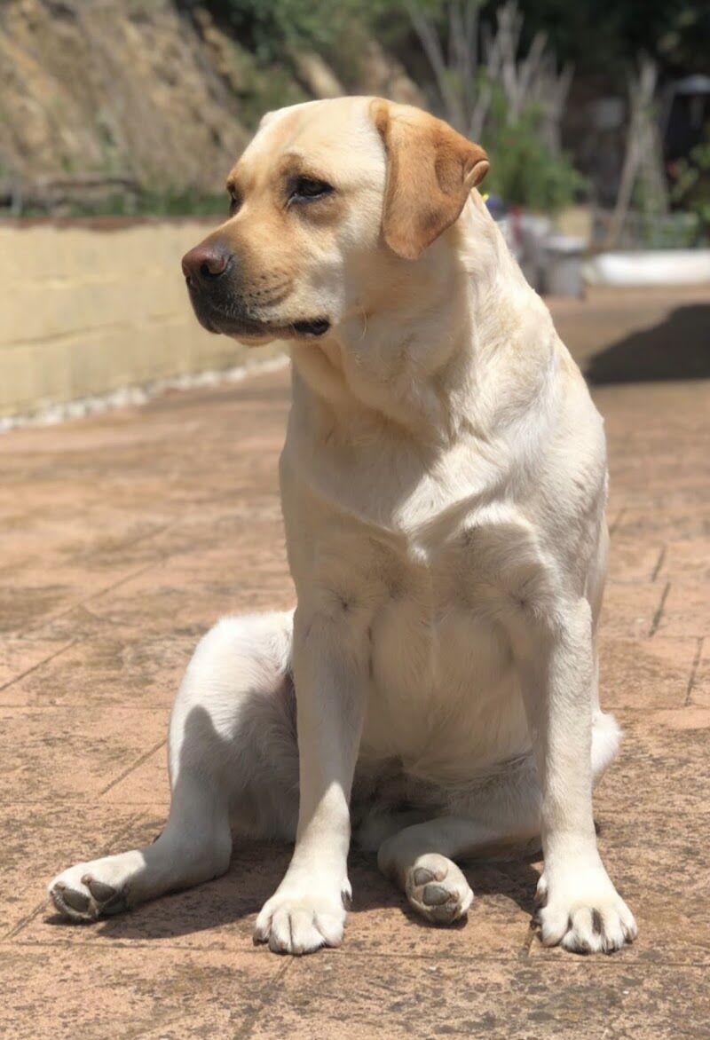 Imagen de negocio en Adiestramiento de mascotas en Barcelona
