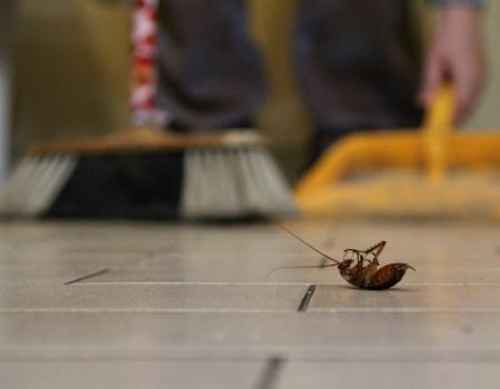 Imagen de negocio en Desinfección en Cornellà de Llobregat