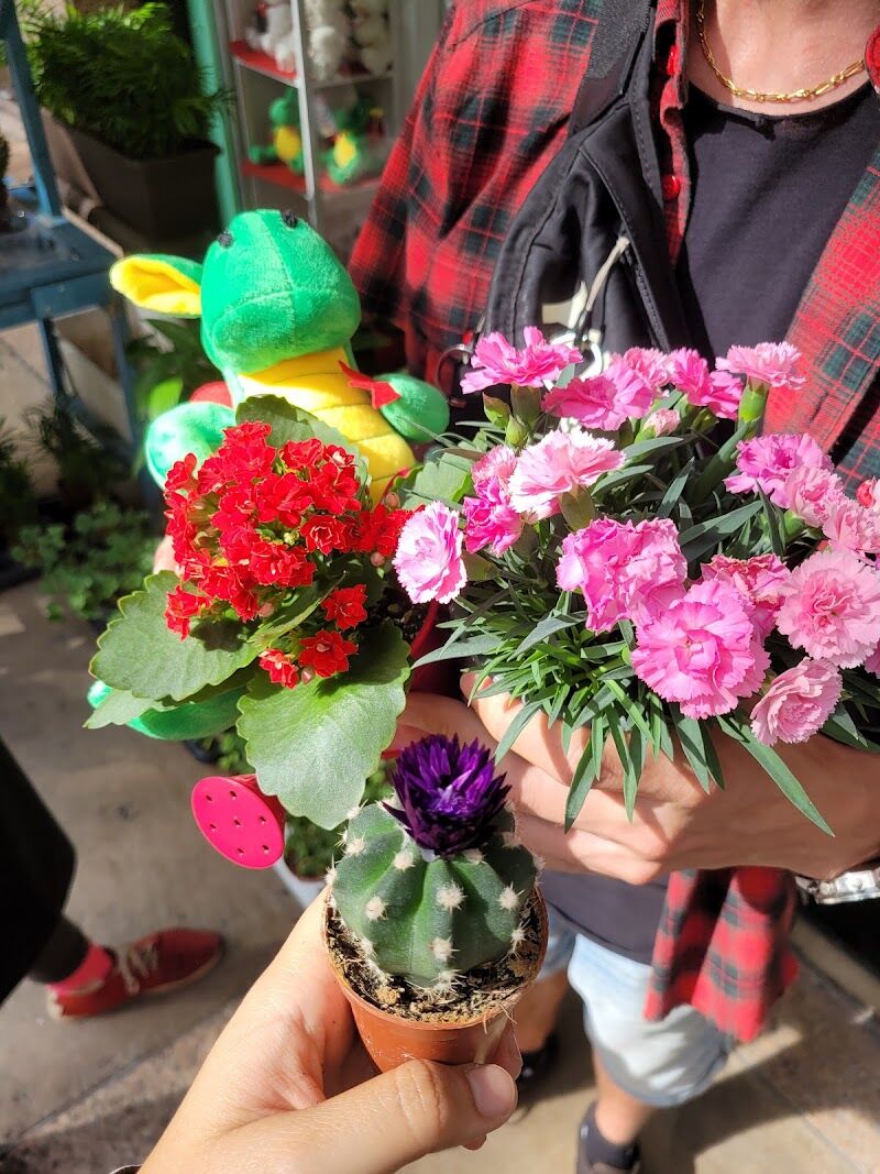 Imagen de Floristeria Barcelona Rosistirem